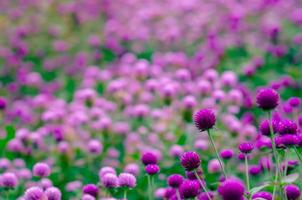 Focus and blurred of Pink color Globe Amaranth or Bachelor Button flowers and background. photo