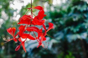 Red color Pride of Burma flowers or Amherstia nobilis hanging from its tree with bokeh background for spring season concept. photo