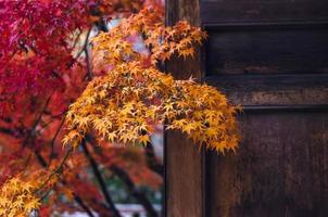 Yellow and red maple leaves with wooden door when Autumn season in Japan. photo