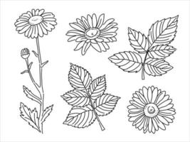 conjunto vectorial de chamomiles en estilo garabato. silueta de una flor de farmacia. plantas medicinales botánicas vector
