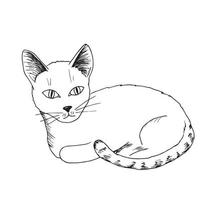 Hand drawn vector ink drawing, black outline on a white background. Cute pet cat in a lying pose. White kitty with black ears and a striped tail.