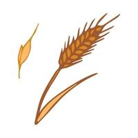 Ears of wheat, barley or real vector visual graphic icons, ideal for bread packaging, beer labels,food crisis