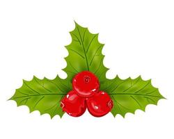 Holly berries and leaves. Vector illustration.