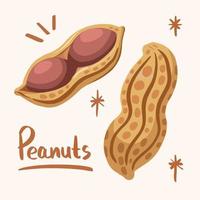 Whole and opened double peanut vector illustration set on plain background. Food drawing with cartoon flat art style on plain background.