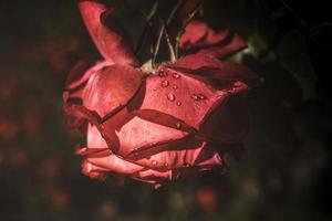 rosa con gotas de agua foto
