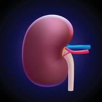 3D illustration of human kidney Used in medicine, education and commerce. vector