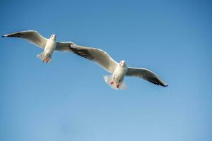 Pair of seagulls flying in the sky photo