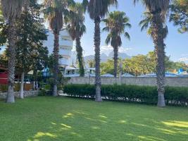 Palm tree in tropical garden photo