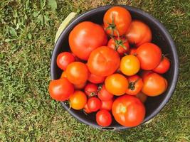 fresh and tasty tomatoes are in a bucket. vegetables for pasta, pizza and ketchup. preparation of food. tasty and healthy food. vitamin products. natural vitamins for health photo