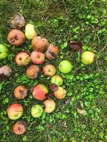 las manzanas yacen en un gran montón sobre la hierba. recogió los frutos caídos del árbol. frutos de manzana verdes, rojos y podridos. contra el fondo de la hierba amarilla. manzanas para desechar, comida en mal estado foto