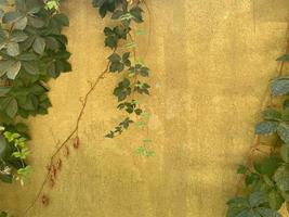 viejo muro de ladrillo rojo con plantas trepadoras foto