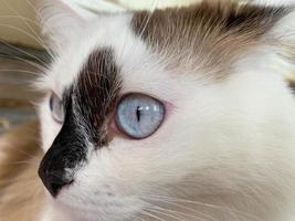 la cabeza y el hocico de un hermoso gato blanco con manchas negras y esponjoso con ojos azules y largos bigotes y orejas, acostado en la cama foto