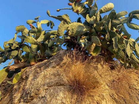 cactus espinosos verdes, plantas y hierba crecen sobre piedras y rocas en un cálido centro turístico tropical del este del país foto