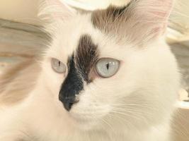 The head and muzzle of a white with black spots fluffy beautiful cat with blue eyes and long whiskers and ears, lying on the bed photo