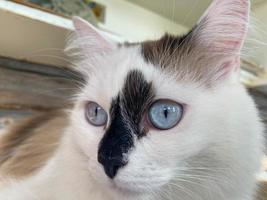 The head and muzzle of a white with black spots fluffy beautiful cat with blue eyes and long whiskers and ears, lying on the bed photo