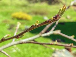 green plant, willow branch on the background of nature. soft and warm, gray and fluffy tree buds. willow tree for easter photo