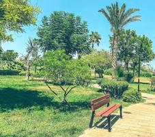 park with big green trees. tropical green forest. a cozy wooden bench is installed in the park for people to relax in the shade, away from the heat of a tropical country