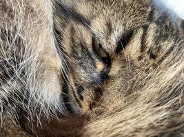 un hermoso gato marrón esponjoso duerme acurrucado con un ojo abierto foto