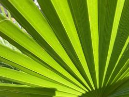 Close-up and background of green leaf of a fan palm with folds in the summer in Italy photo