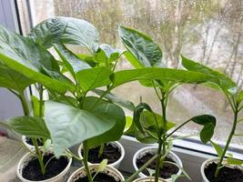 Green fresh beautiful leaves of natural seedlings for planting peppers grow on the windowsill by the window in small cups for transplanting into the ground photo