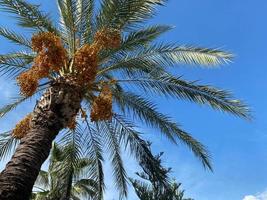 Beautiful palm trees with green fluffy sweeping juicy large leaves against the blue sky in a tourist warm eastern tropical country southern resort. Back background, texture photo