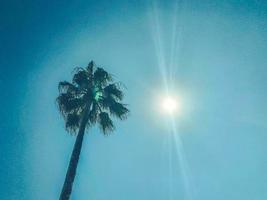 palm tree on a blue sky with a bright sun. tropical plant in hot countries. palm tree with large leaves to create shade in the resort photo