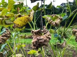 yellowed vines with cucumbers grow in the garden. borage leaves, farming. autumn harvest. cultivation of eco products, natural products, delicious vitamin food photo