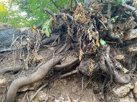 grandes y poderosas raíces de árboles en el suelo, árboles desarraigados del suelo en el bosque foto