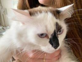 The girl with her hand strokes and hugs a beautiful white with black spots a kind fluffy domestic purring soft cat pet photo