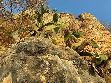 cactus espinosos verdes, plantas y hierba crecen sobre piedras y rocas en un cálido centro turístico tropical del este del país foto