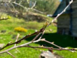 las primeras hojas pequeñas tempranas con brotes en ramas delgadas de un árbol o arbusto a principios de la primavera foto