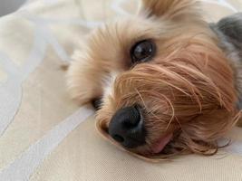 un pequeño y hermoso perro esponjoso, mascota casera, yorkshire terrier con una cara alegre con grandes ojos negros y una lengua extendida yace dormido en la cama foto