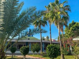 Beautiful heavenly palm trees with green large leaves against the background of small houses of buildings of a bungalow hotel in a warm eastern tropical country in the southern resort photo