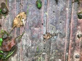 textura, fondo natural. carro de metal rosa. las plantas y las hierbas están en el carro. en la textura hay grandes pernos, óxido, vegetación, largas hojas verdes. hierba seca, cosecha y siega en otoño foto