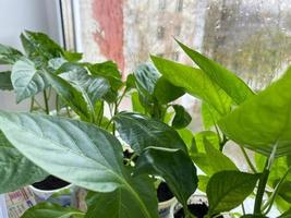 Seedlings of pepper on window sill under bright sunlight through white frame photo
