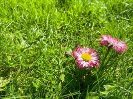 Two small red with purple and white beautiful wildflowers with petals and stems in green fresh early spring grass of the lawn photo