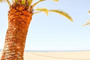 Palm tree on beach photo