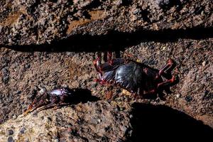 Crabs on rock photo