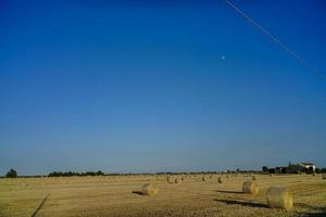 Bales of hay photo