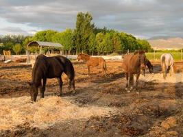 Horses in field photo