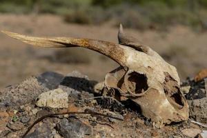 Animal skull in desert photo