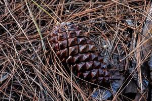 Pinecone on ground photo