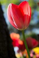 jardín de tulipanes con varios colores de tulipanes foto