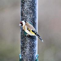 A view of a Goldfinch photo