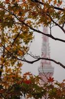 Colorful maple leaves with blurred background of Tokyo Tower when raining in Autumn. photo