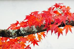 foco y árbol de hojas de arce de colores borrosos sobre fondo blanco en otoño de Japón. foto