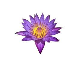 isolated purple lotus blossom on a white background, with clipping path. photo