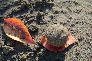 Playing With Sand With Autumn Leafe photo