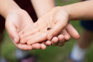 Kids Hands Playing With Little Bug photo