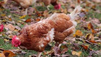 Mistreated chicken on free range chicken farm and stock breeding shows bad conditions in form of missing feathers sickness and diseases of unhealthy poultry in species inappropriate farming problems video